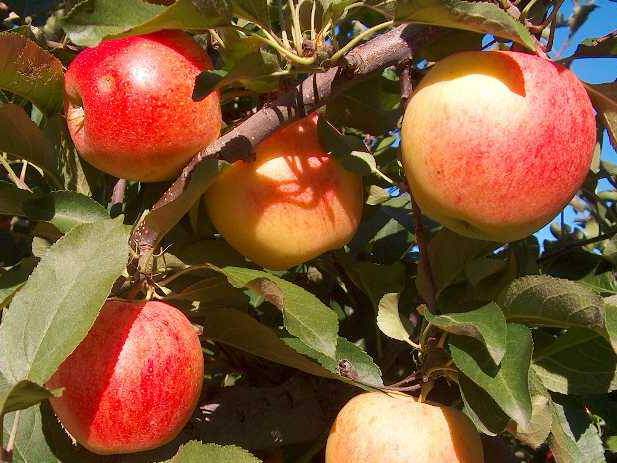 Malus communis - POMMIER 'Royal gala' - Arbre fruitier