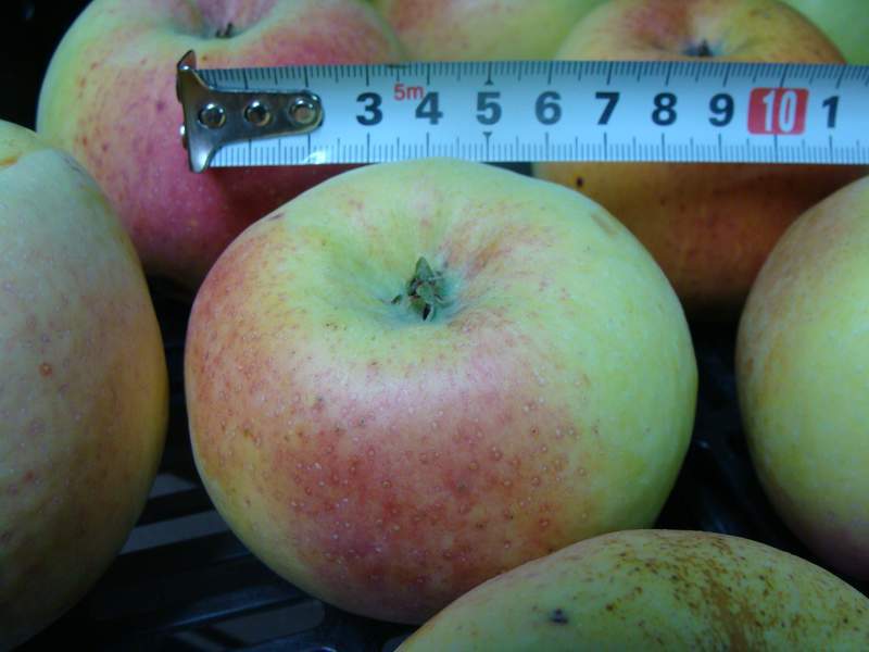 Malus communis - POMMIER 'Transparente de Croncels' - Arbre fruitier