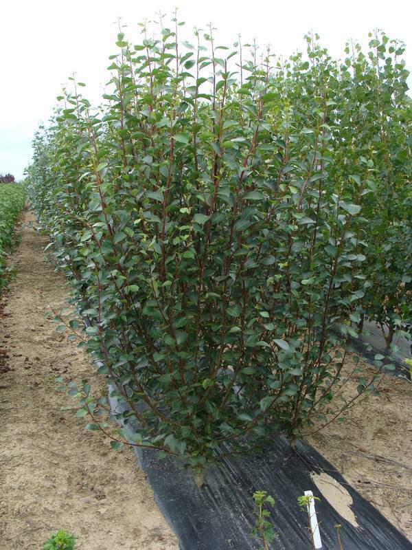 Peuplier fastigié de Simon - POPULUS simonei 'Fastigiata' - Arbre