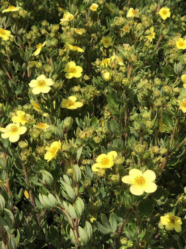 Potentille - POTENTILLA fruticosa 'Jackmanii' - Arbuste