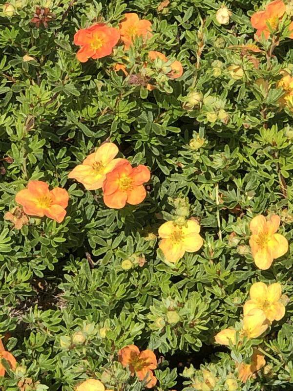 Potentille - POTENTILLA fruticosa 'Red Ace' - Arbuste