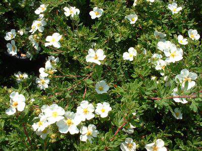 POTENTILLE 'Abbotswood' Potentille blanche - Arbuste