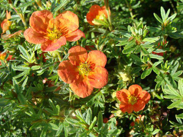 Potentille orange - POTENTILLE fruticosa 'Red favorite' - Arbuste