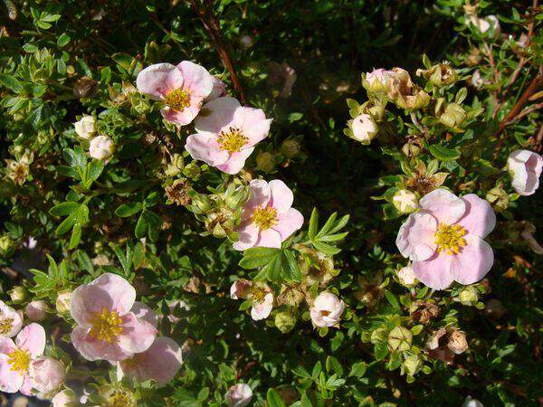 Potentille rose - POTENTILLE fruticosa 'Princess' - Arbuste