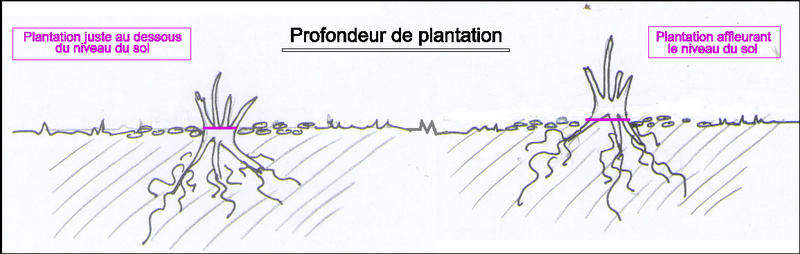 profondeur plantation légendé