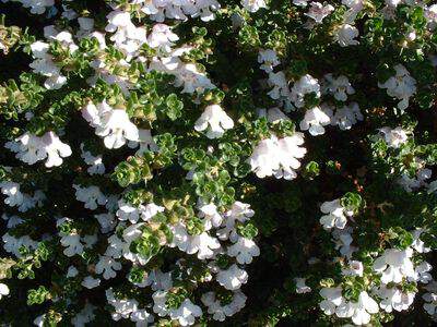 Menthe australienne - PROSTANTHERA cuneata - Arbuste