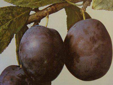 Prunus domestica - PRUNIER 'd'Ente' - Arbre fruitier
