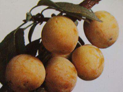 Prunus domestica - PRUNIER 'Mirabelle de Metz' - Arbre fruitier