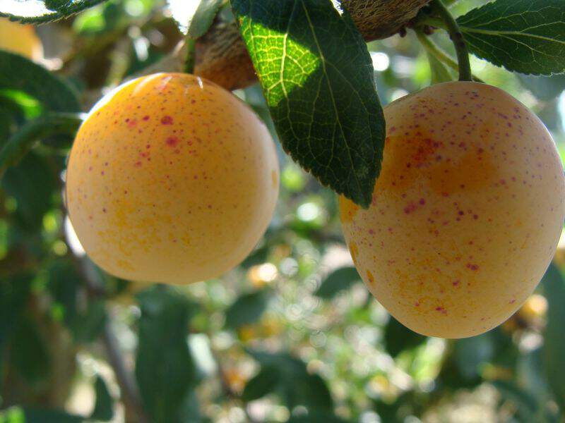Prunus domestica - PRUNIER 'Mirabelle de Nancy' - Arbre fruitier