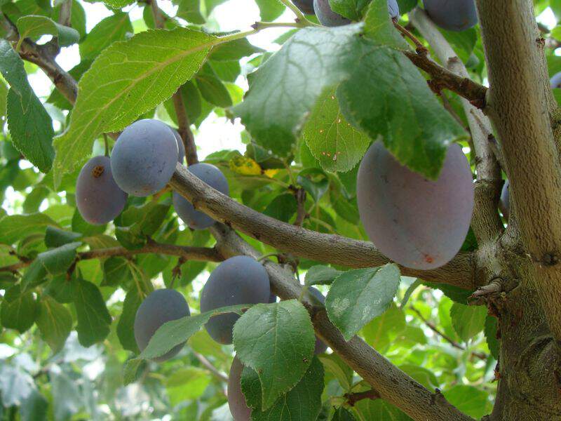 Prunus domestica - PRUNIER 'Quetsche d'Alsace' - Arbre fruitier