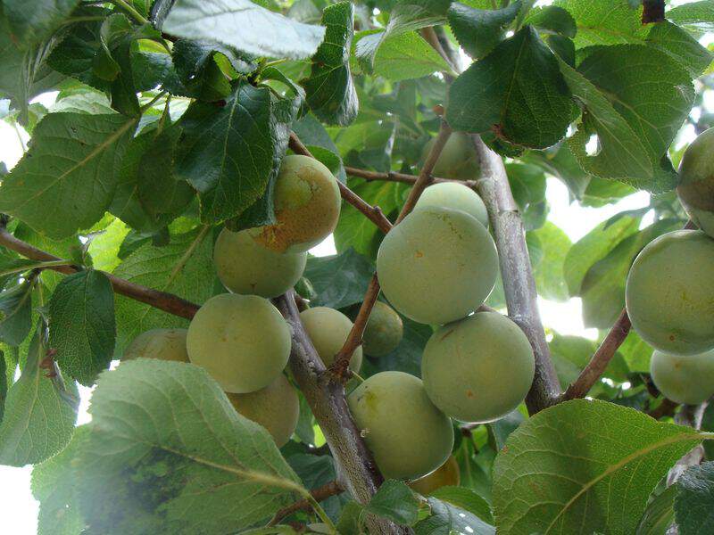 Prunus domestica - PRUNIER 'Reine Claude de Bavay' - Arbre fruitier