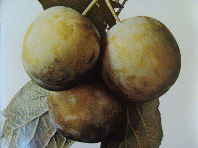 Prunus domestica - PRUNIER 'Monsieur Jaune' - Arbre fruitier