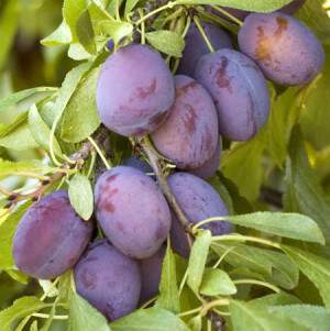 Prunus domestica - PRUNIER 'Valor' - Arbre fruitier