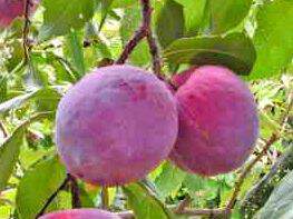 Prunus domestica - PRUNIER 'Giant' - Arbre fruitier