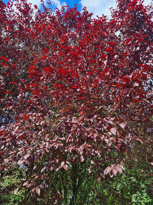 Cerisier à fleurs pourpre, Prunus pissardii - PRUNUS cerasifera 'Nigra' - Petit arbre
