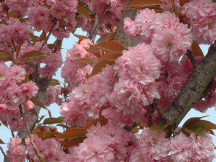 prunus-kanzan-pepinieres-huchet