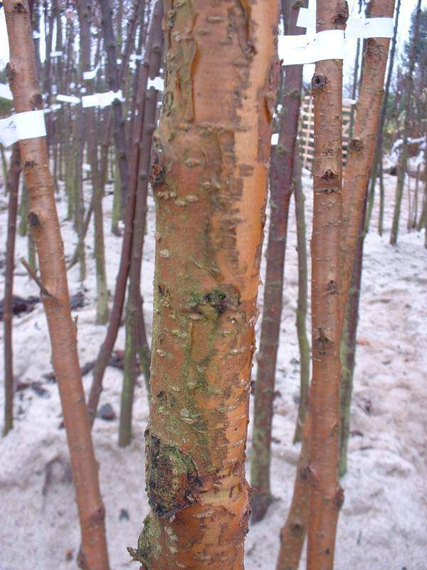 Cerisier de Mandchourie - PRUNUS maackii 'Amber Beauty' - Petit arbre