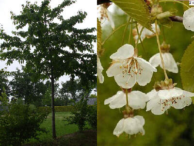 Merisier des oiseaux - PRUNUS avium - Arbre