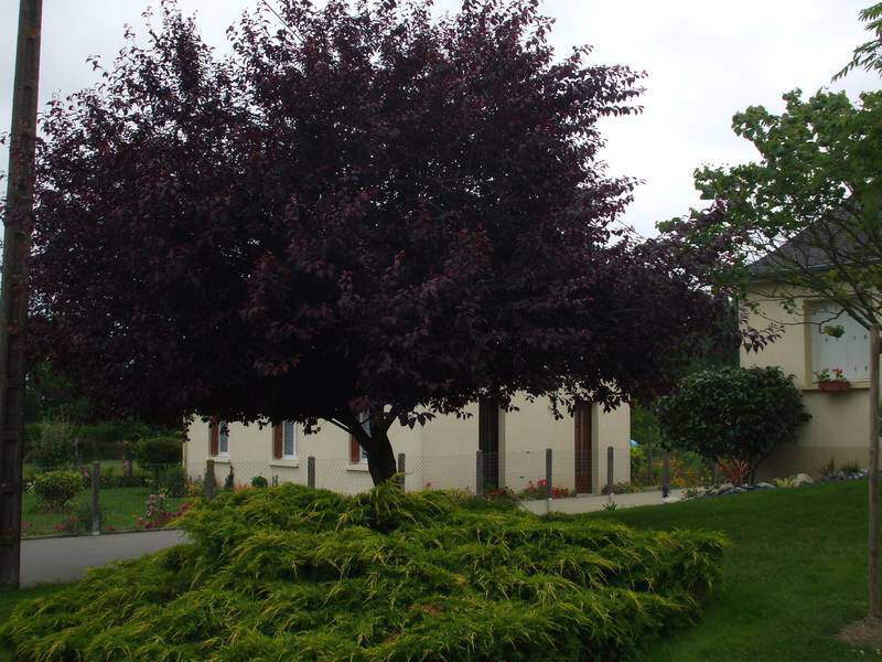 Cerisier à fleurs pourpre, Prunus pissardii - PRUNUS cerasifera nigra - Petit arbre