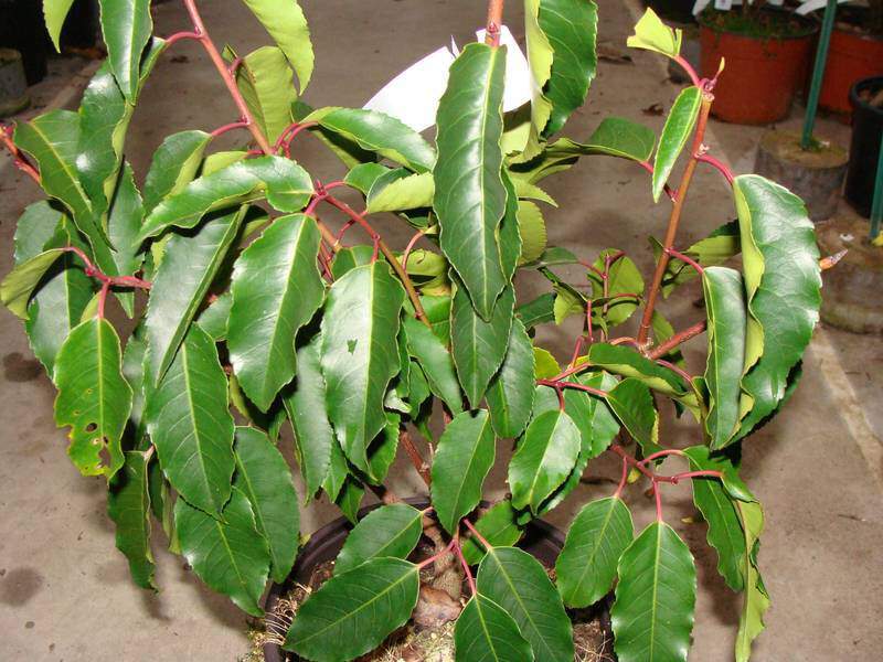 Laurier du Portugual - PRUNUS lusitanica 'Angustifolia' - lot de 15 plants - Arbuste