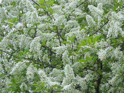 Arbre à muguet, merisier à grappe - PRUNUS padus - Petit arbre