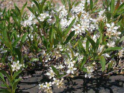 Prunier tapissant - PRUNUS pumila 'Depressa' - Petit arbre