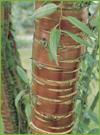  prunus serula 