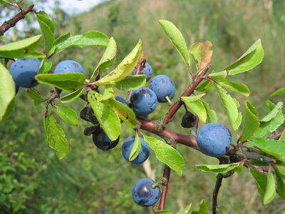 Epine noire - PRUNUS spinosa - Petit arbre