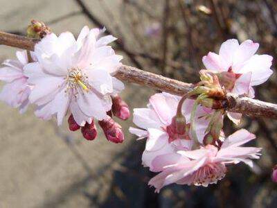 Cerisier à fleur d'automne - PRUNUS subhirtella  'Automnalis rosea' - Petit arbre