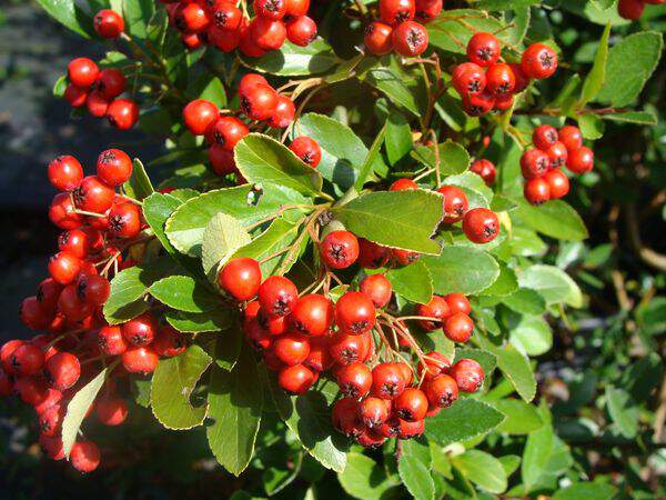 Buisson ardent - PYRACANTHAS 'Red column' - Arbuste