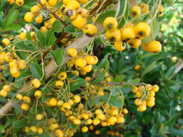 Buisson ardent - PYRACANTHAS 'Soleil d'or' - Arbuste