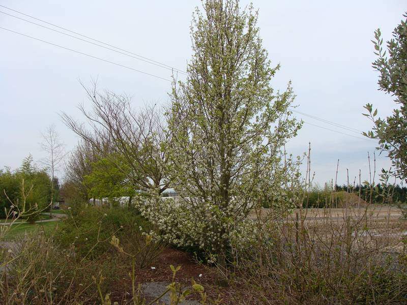 Poirier d'ornement - PYRUS 'Chantecleer' - Arbre