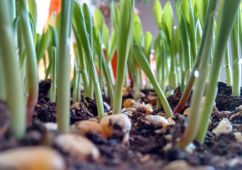 Quel engrais pour sa plante ?