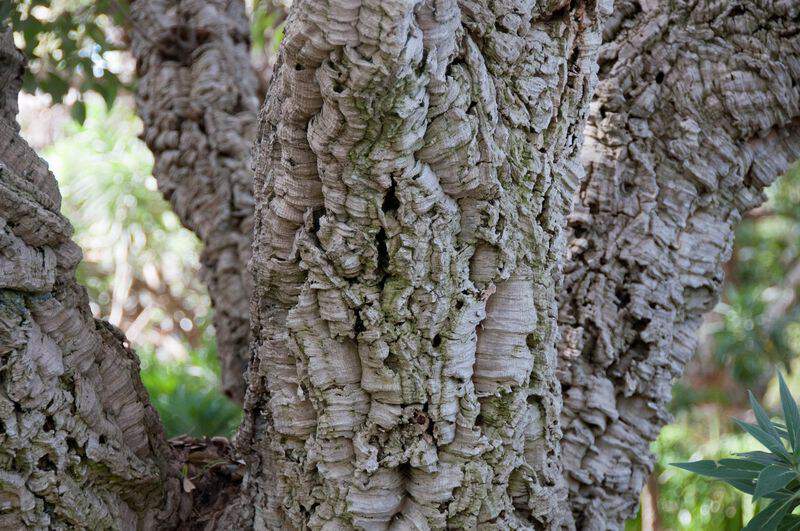 Chêne liège - QUERCUS suber - Arbre