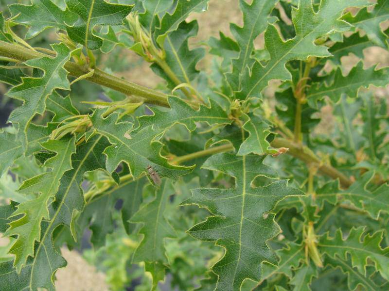 Chêne chevelu - QUERCUS cerris - Arbre