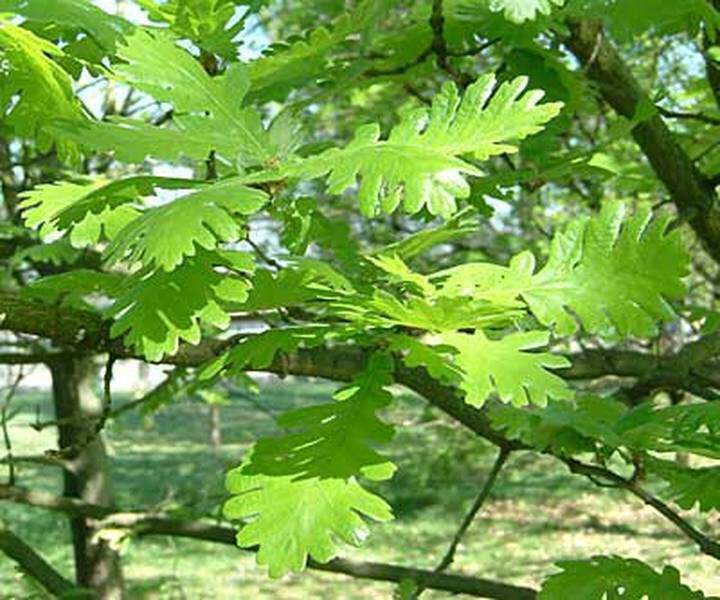 Chêne de Hongrie - QUERCUS frainetto - Arbre