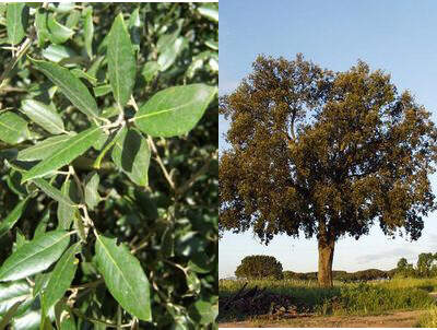 Chêne vert - QUERCUS ilex - Arbre