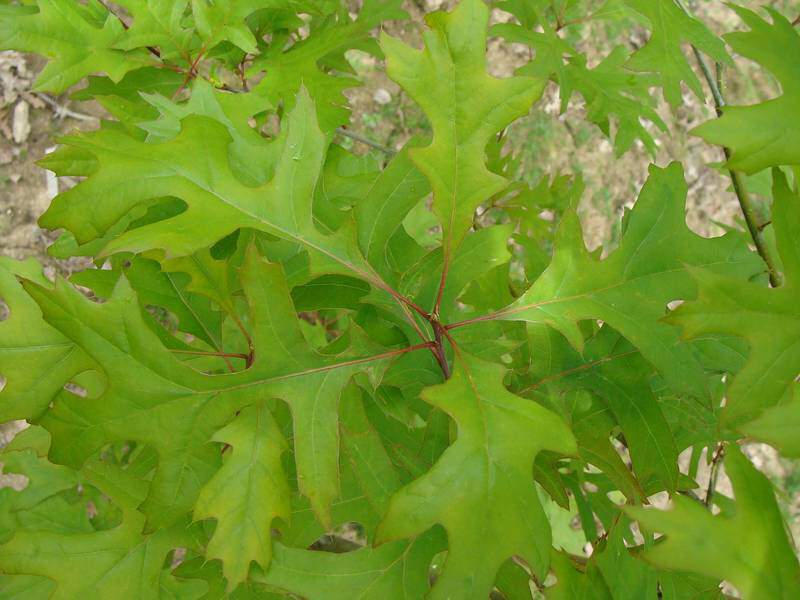Chêne des marais - QUERCUS palustris Godet - Arbre