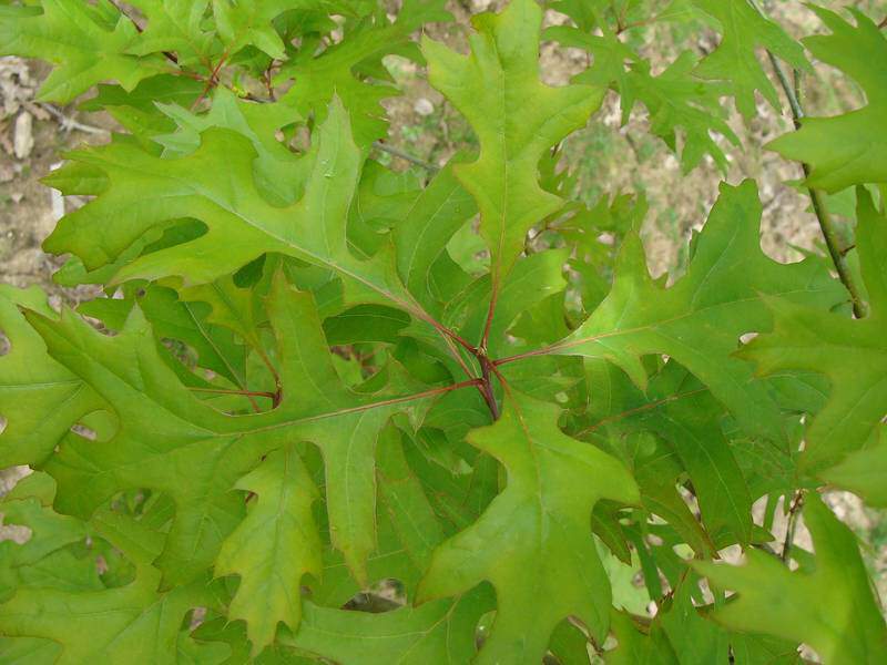Chêne des marais - QUERCUS palustris - Arbre