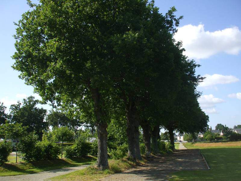 Chêne pédonculé - QUERCUS robur - Arbre