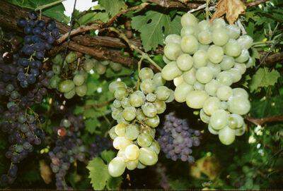 Vitis vinifera - VIGNE raisin blanc sans pépins - Arbre fruitier