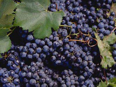 Vigne - VIGNE 'Muscat bleu' - Arbre fruitier