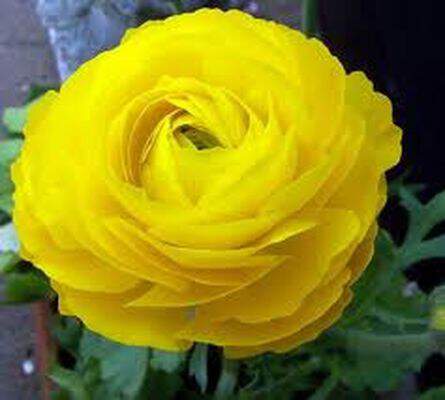 Renoncule - RANUNCULUS jaune - Bulbe