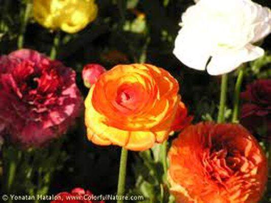 Renoncule - RANUNCULUS orange - Bulbe