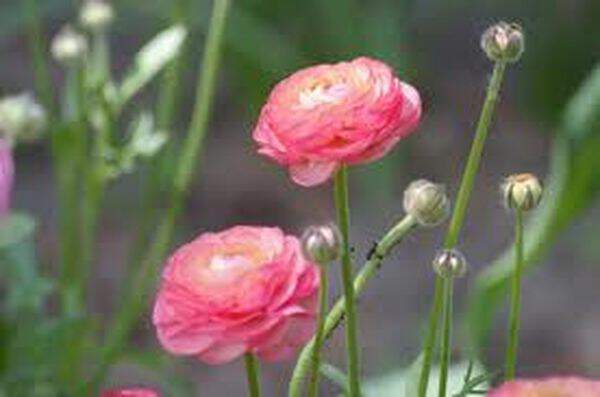 Renoncule - RANUNCULUS rose - Bulbe