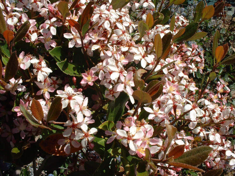 Aubépine des Indes à ombelles - RHAPHIOLEPIS umbellata - Arbuste