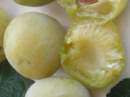 Prunus domestica - PRUNIER 'reine Claude de Chambourcy' - Arbre fruitier
