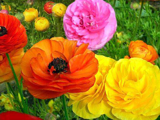 RANUNCULUS en variétés - Lot de 10 Renoncule - Bulbe