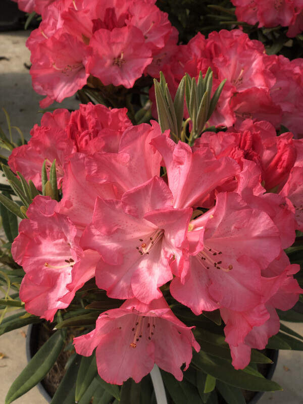 Rhododendron - Arbre à roses - RHODODENDRON hybride 'Ana' - Terre de bruyère