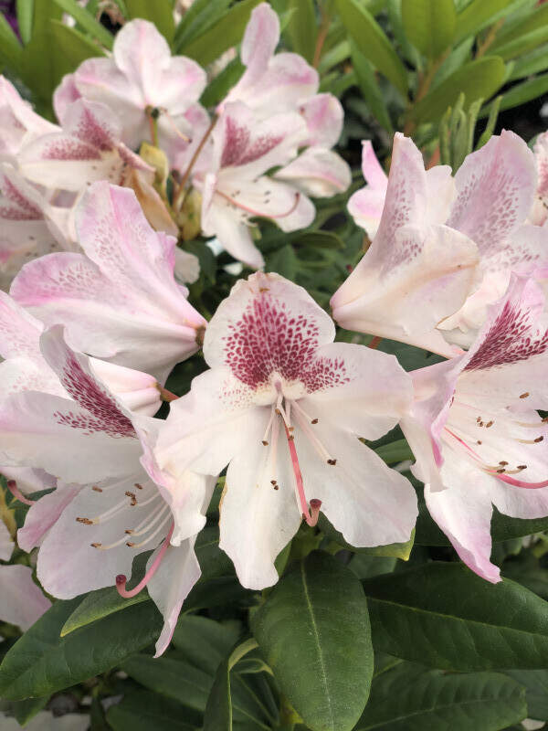 Rhododendron - Arbre à roses - RHODODENDRON hybride 'Cosmopolitan' - Terre de bruyère